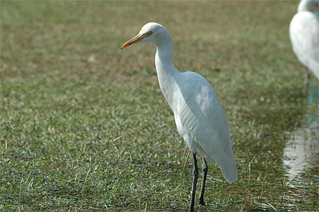 Héron garde-boeufs  Bubulcus ibis