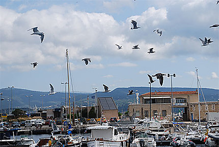 Vol d'oiseaux dans le port de La Ciotat