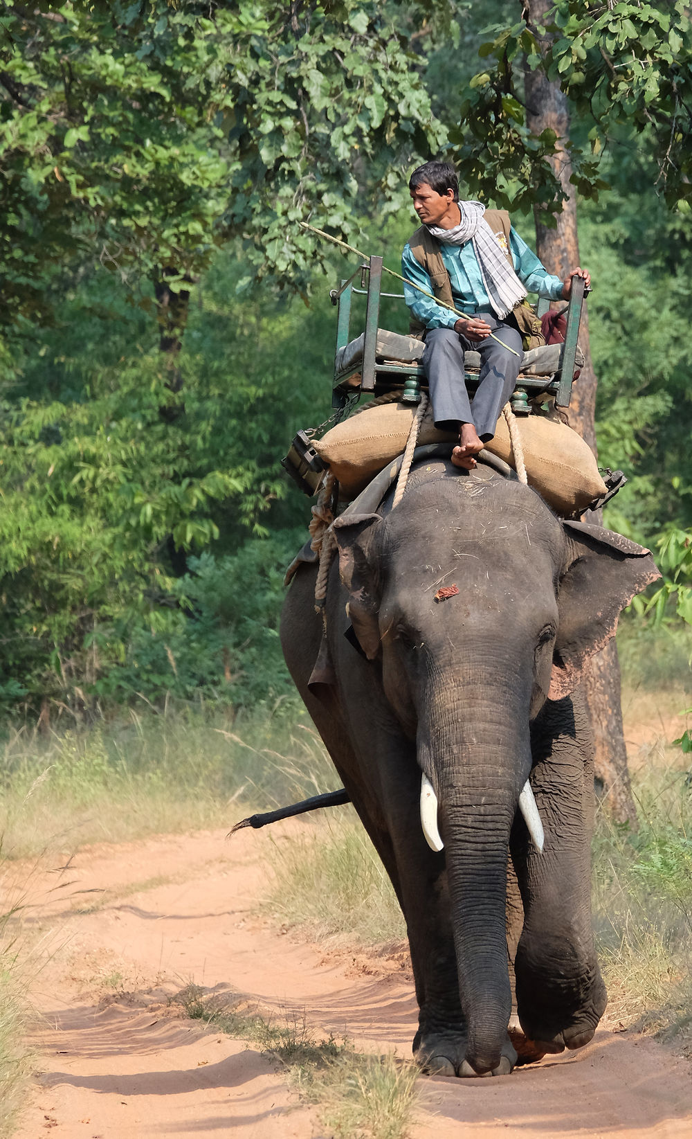 Réserve de Bandhavgarh