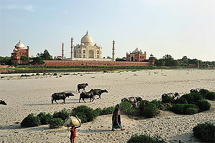 Les vaches du Taj Mahal