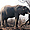 Gros éléphant de la savane