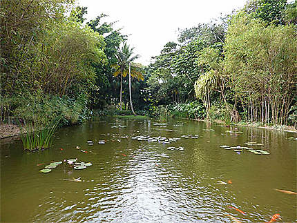 Plan d'eau au jardin botanique de Deshaies