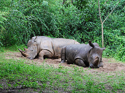 Rhinocéros dans le Kilimandjaro Safari