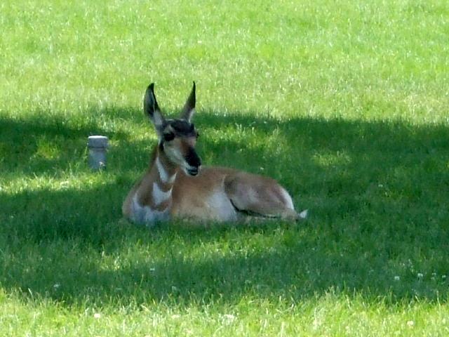 Une antilope Une antilope
