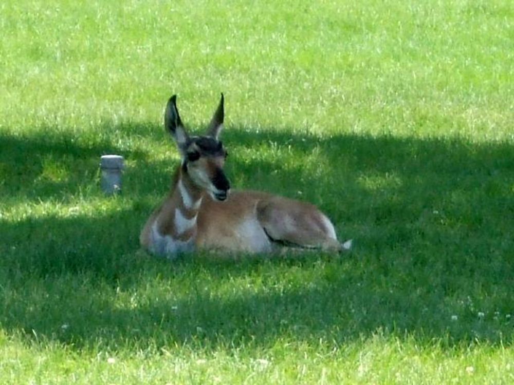 Une antilope