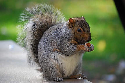 L'obésité chez l'écureuil montréalais