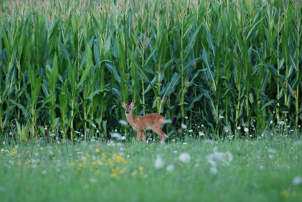 Bas en basset nature