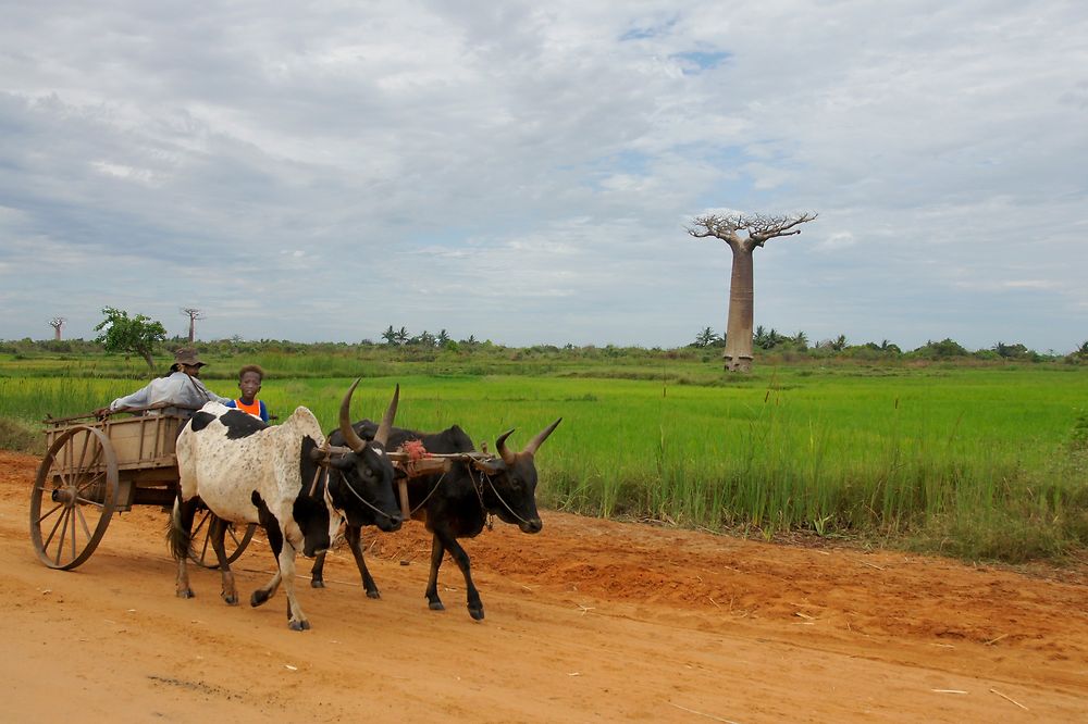 Le 1er baobab, en route vers l'allée des baobabs