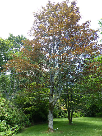 Érables jardin botanique Cornouaille 