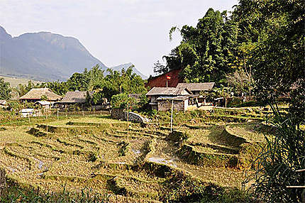 Vue d'une rizière en terrasse