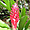 Fleur des Seychelles