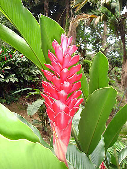 Fleur des Seychelles