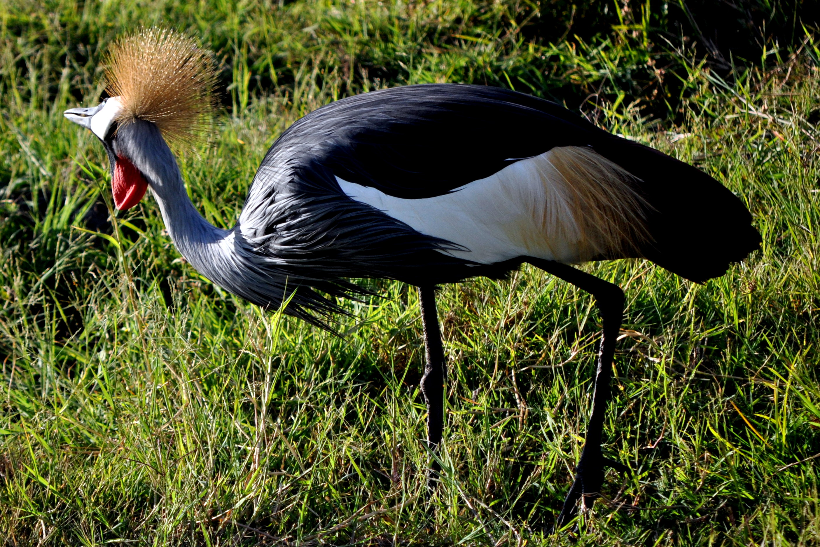 Magnifique oiseau : Oiseaux : Animaux : Kenya : Routard.com