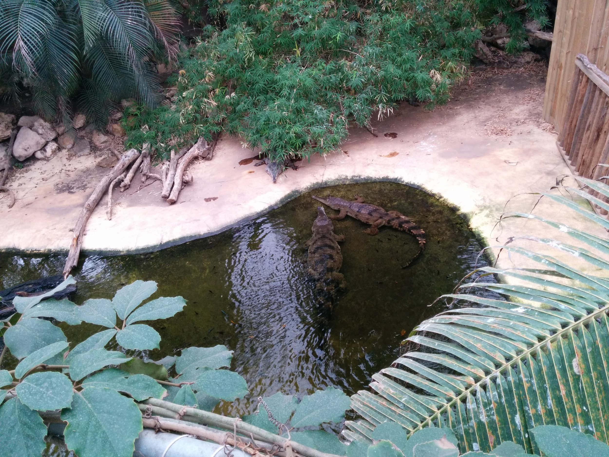 Crocos vus d'en haut Crocos vus d'en haut