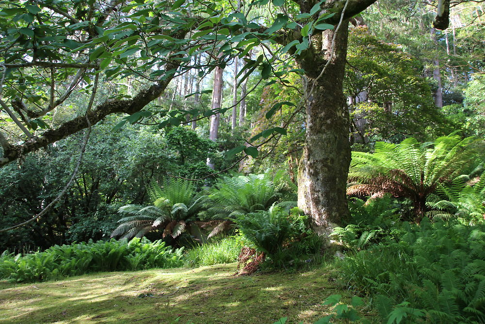 Inverewe Garden