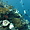 Plongeur, corail et myriade de poissons