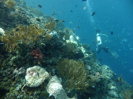 Plongeur, corail et myriade de poissons