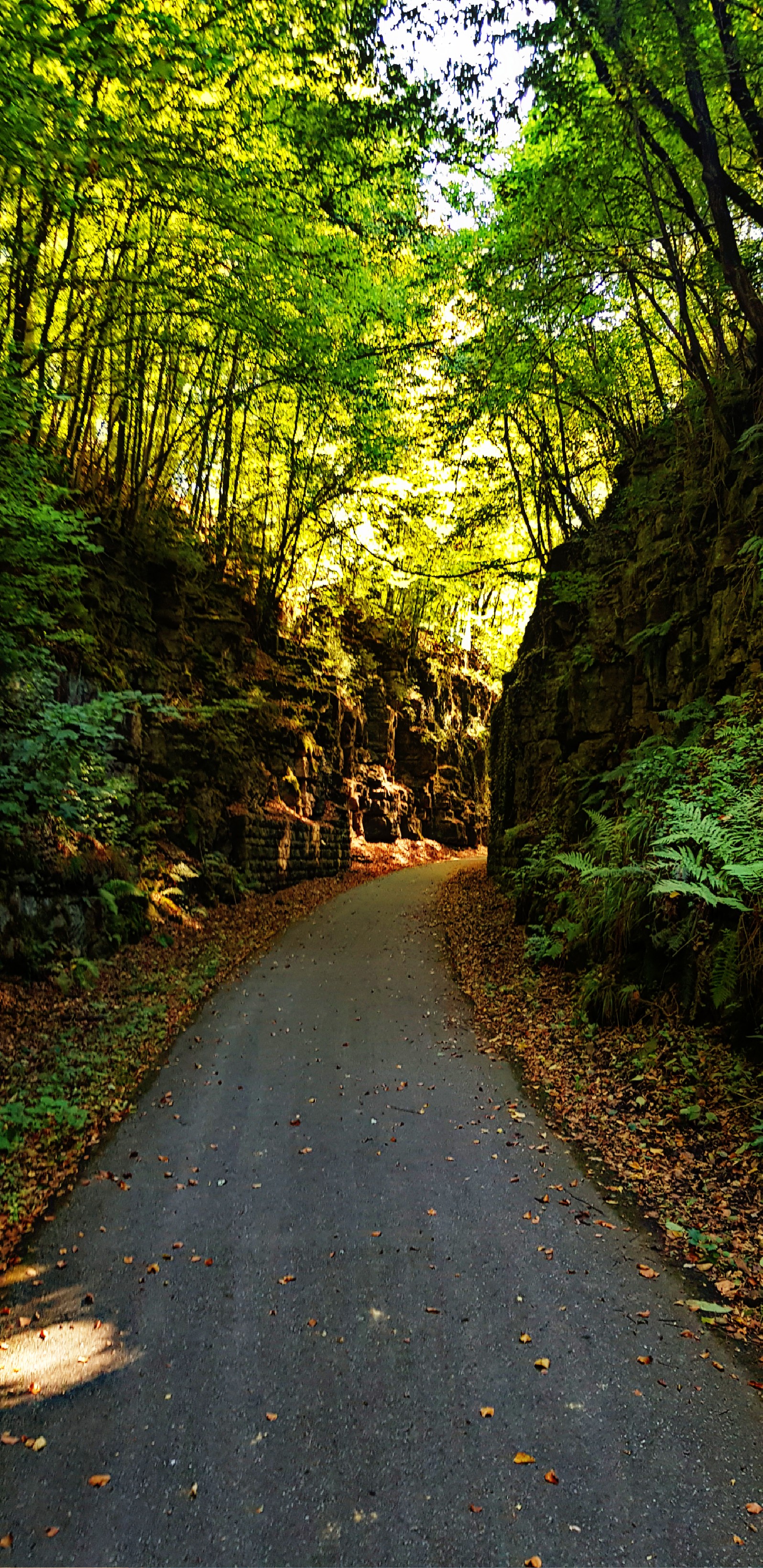 Canyon de la forêt d'Echternach, au Luxembourg Canyon de la forêt d'Echternach, au Luxembourg