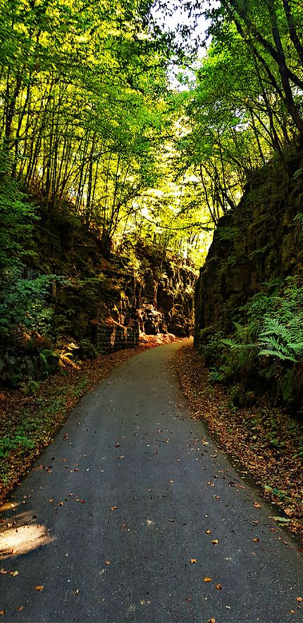 Canyon de la forêt d'Echternach, au Luxembourg
