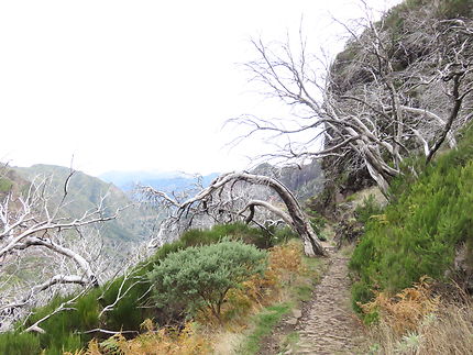 Entre le Pico do Arieiro et le Pico do Ruivo
