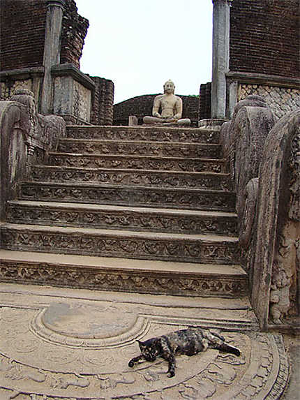 Chat de pierre à Polonnaruwa