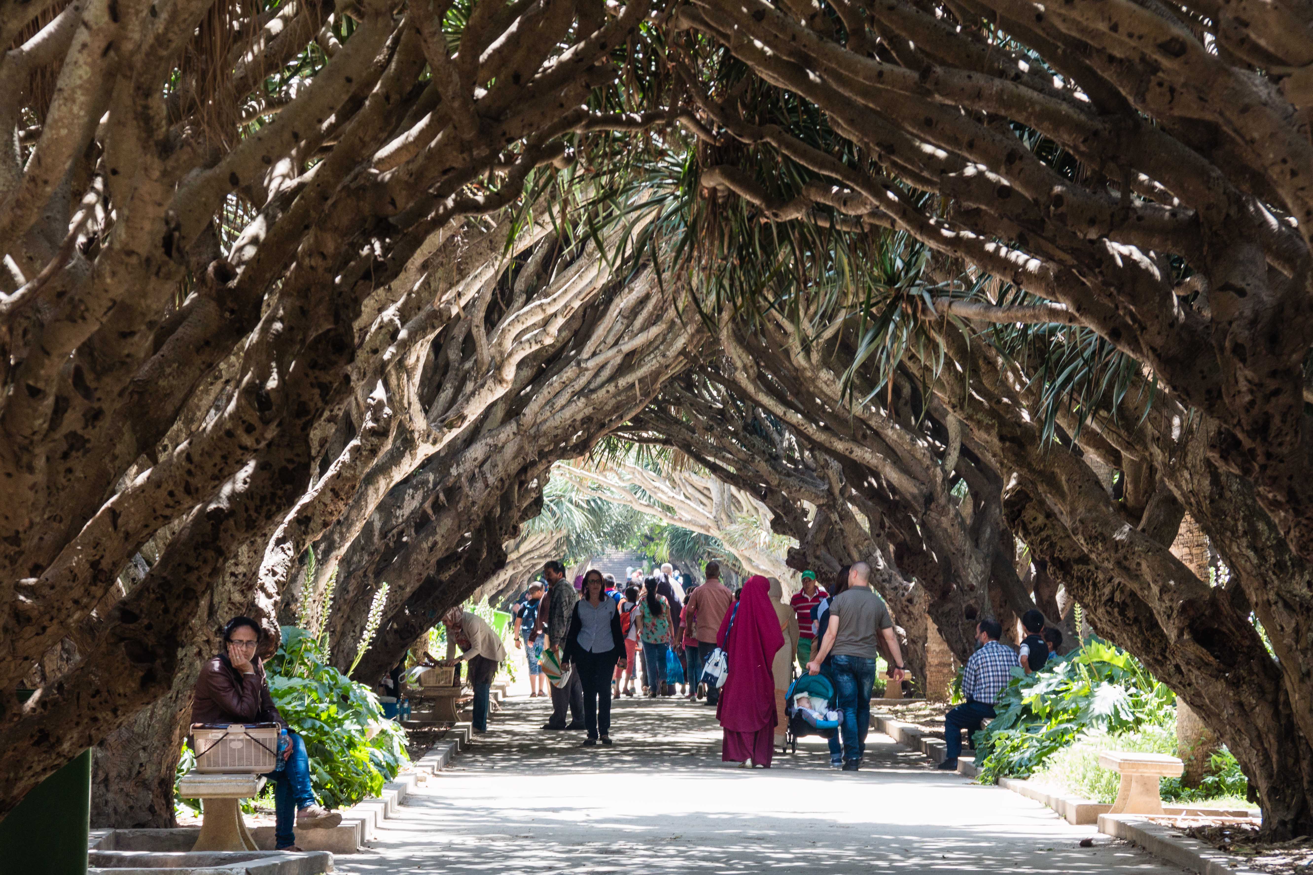 Alger Jardin D Essai All E Des Dragonniers Arbres Jardin D