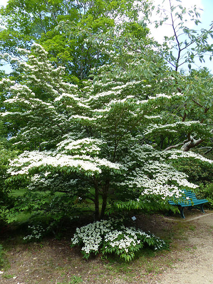 Cornouiller jardin botanique Cornouaille 