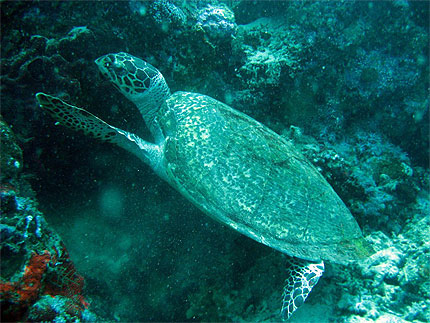 Tortue marine Tortue marine