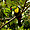 Toucan à bec multicolore