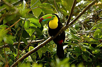 Toucan à bec multicolore