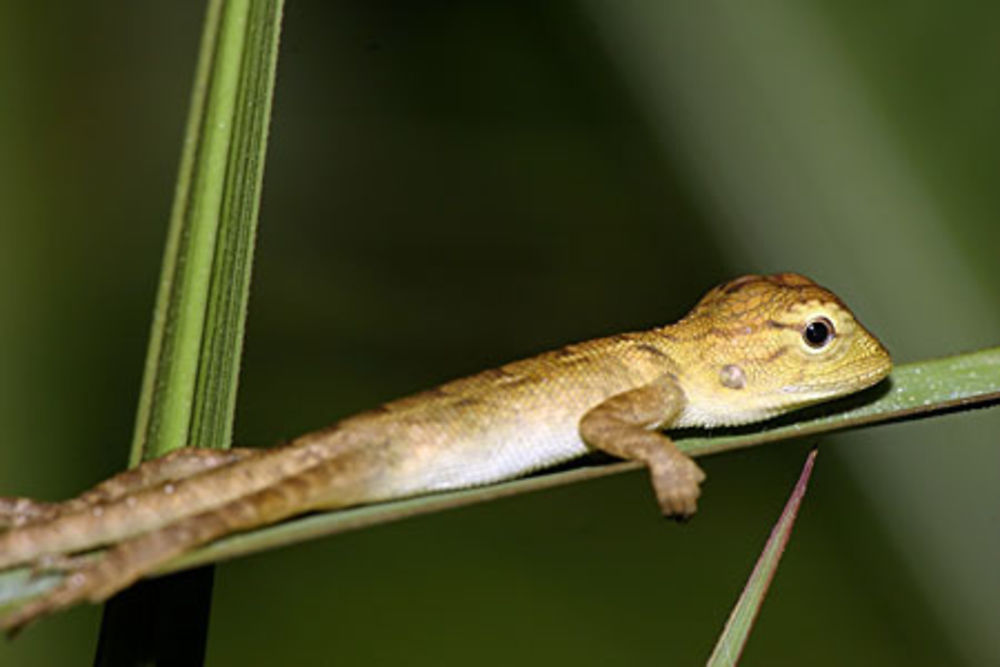 Lézard lézardant