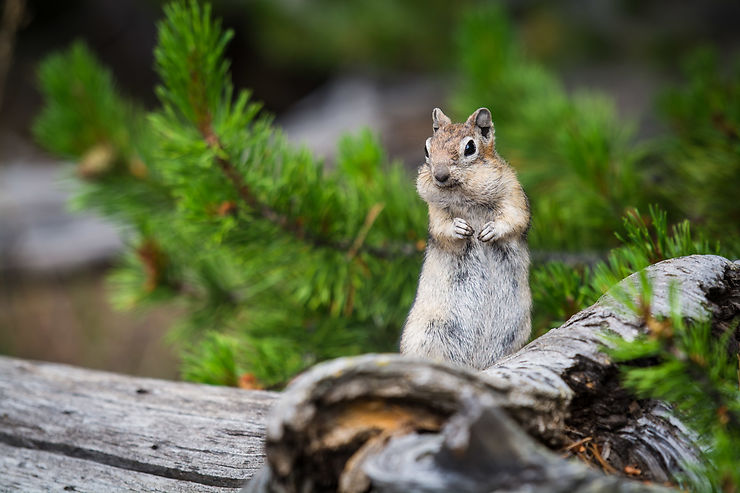 Squirrel, Yellowstone, Wyoming