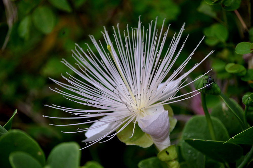 La fleur hérisson