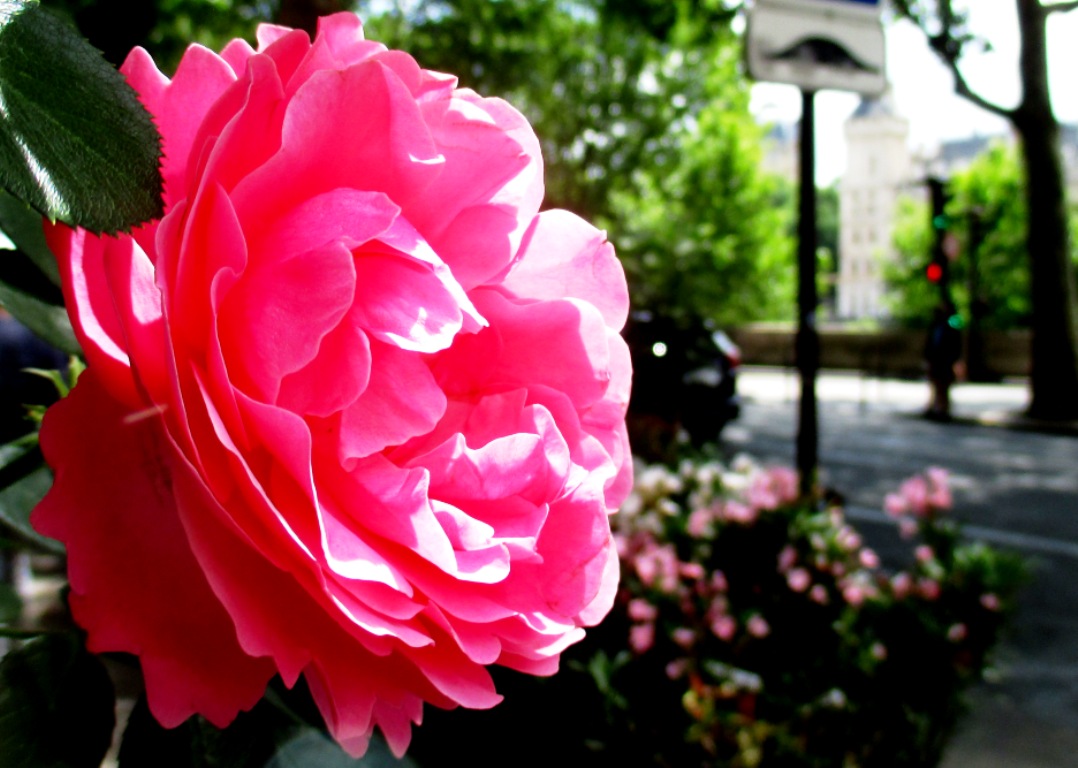 Le feu était au rose Le feu était au rose