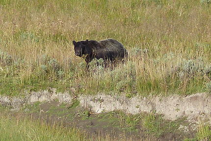 Ours noir Yellowstone N.P