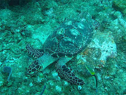 La tortue imbriquée (Réserve Cousteau)