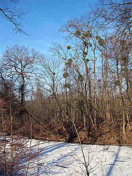 Lac des Minimes par grand froid