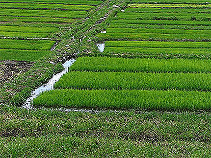 Rizières à Paddy