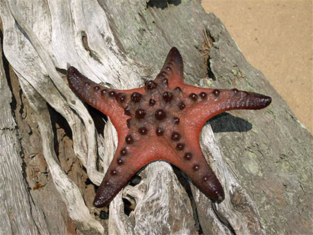 Etoile de mer sur l'île aux lapins