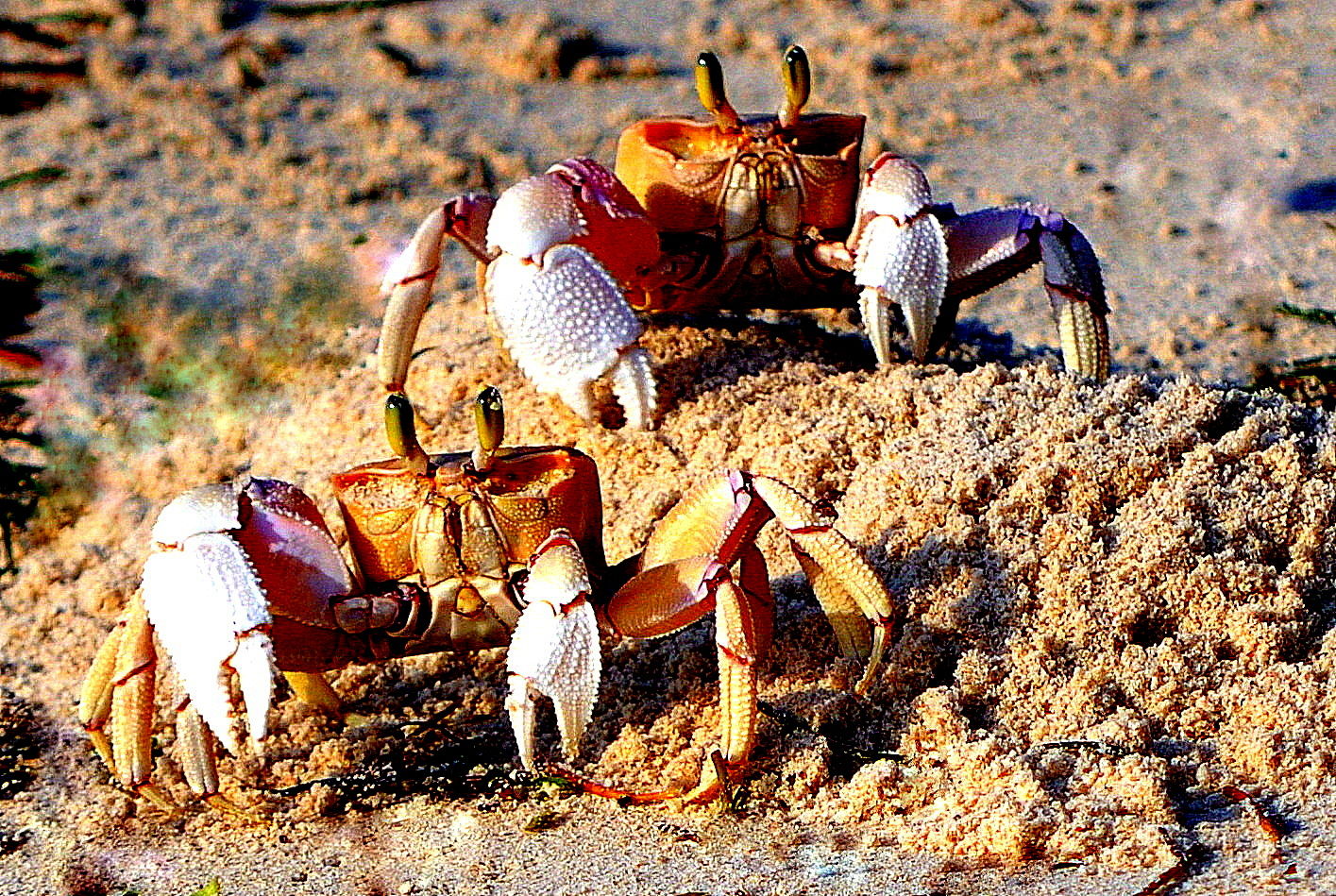 Les crabes sur la plage