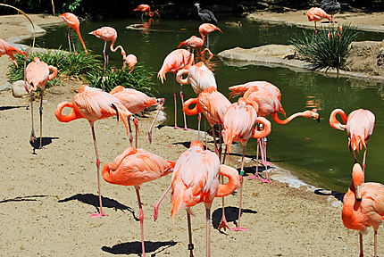 Zoo de San Diego