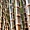 Alger - Jardin d'Essai - Bambous géants