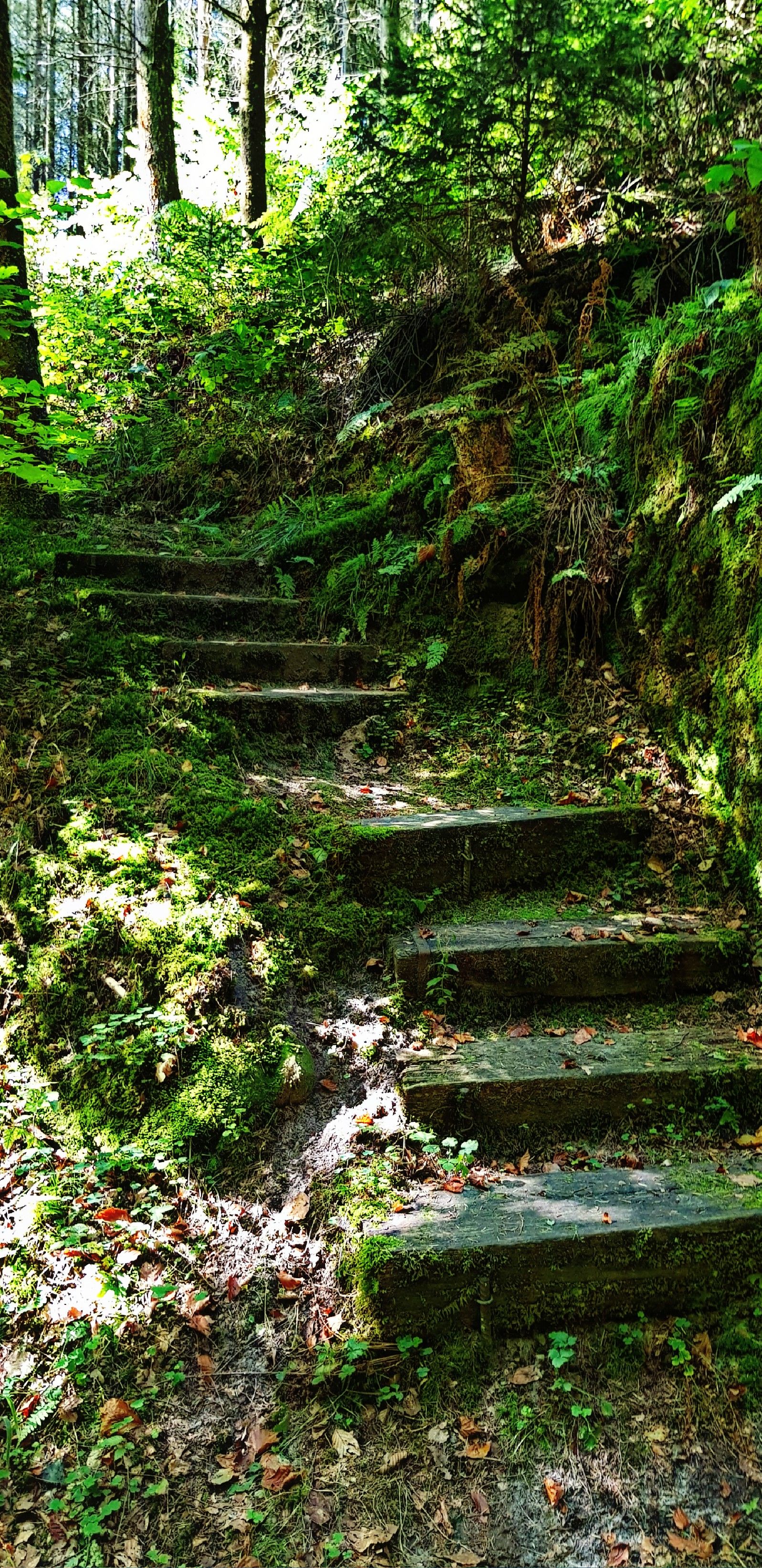 Escaliers dans la forêt d'Echternach au Luxembourg