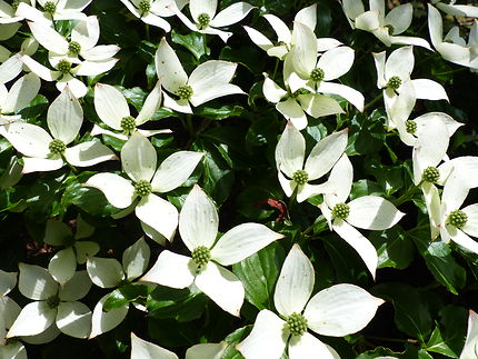 Cornouiller jardin botanique de Cornouaille 