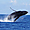 Ballet aquatique de la baleine à bosse