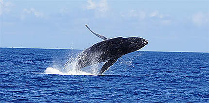 Ballet aquatique de la baleine à bosse
