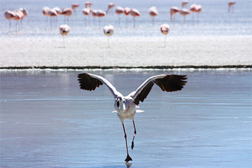 Atterrissage de flamant rose