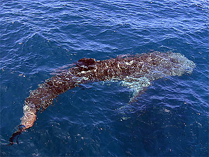 Requin baleine
