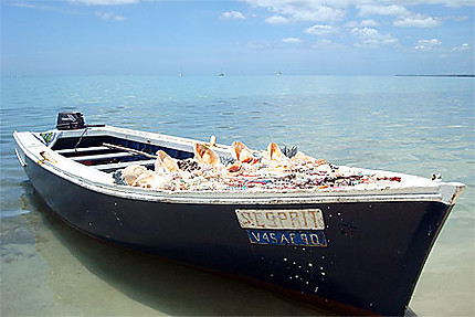 Barque et coquillages
