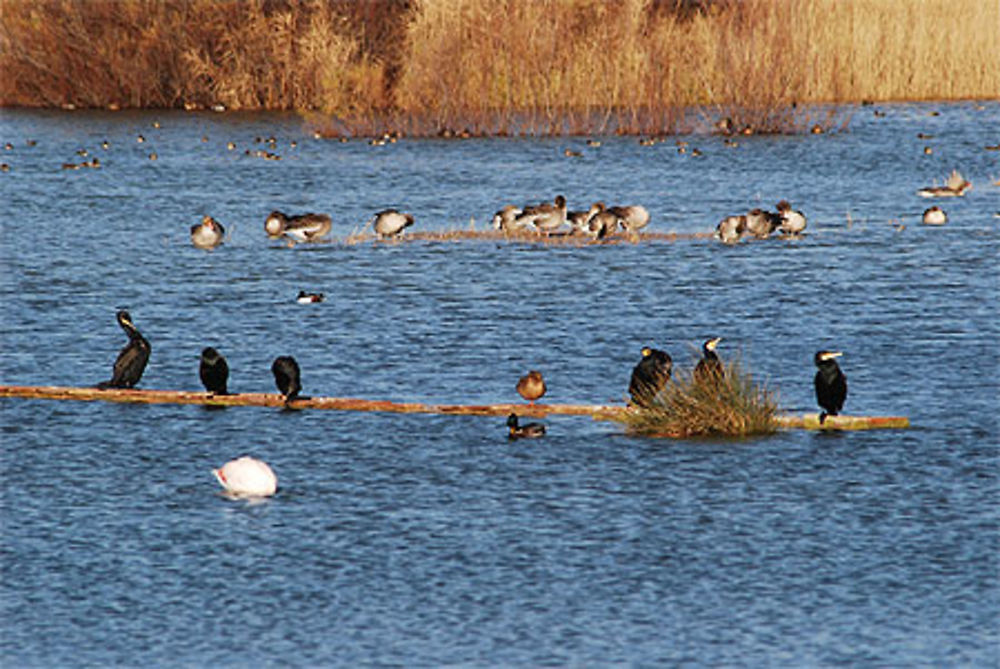 Parc naturel des aiguamolls